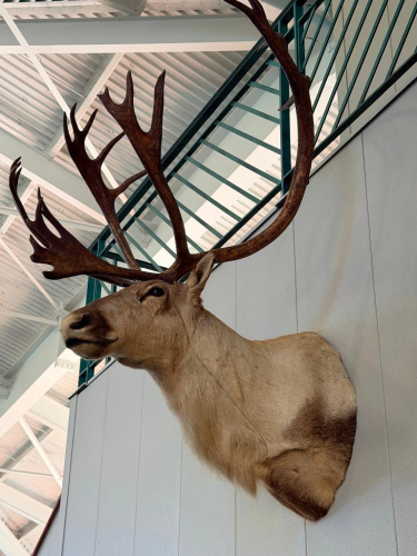 LARGE TAXIDERMY CARIBOU SHOULDER MOUNT WITH FULL HEAD, NECK, HIDE, AND LARGE PALMATED MULTI-TINE ANTLER RACK.