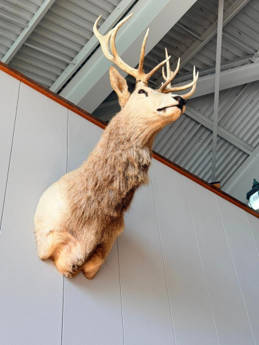 LARGE TAXIDERMY ELK SHOULDER MOUNT WITH FULL HEAD, NECK, HIDE, AND MULTI-TINE ANTLER RACK.