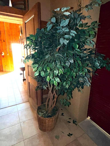(2) FAUX FICHUS TREES