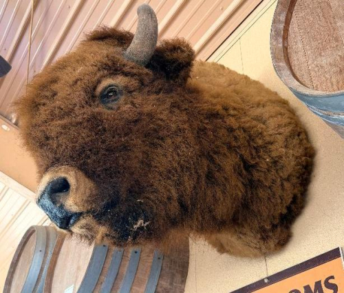 WALL-MOUNTED AMERICAN BISON SHOULDER TAXIDERMY MOUNT WITH FULL HEAD, HORNS AND BROWN HIDE.