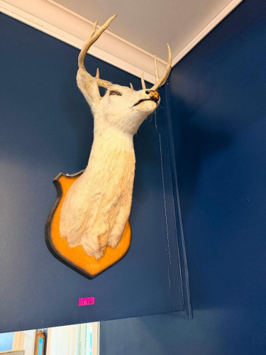 VINTAGE TAXIDERMY WHITETAIL DEER SHOULDER MOUNT WITH ANTLERS, NATURAL HIDE, GLASS EYES, AND SHIELD-SHAPED WOOD DISPLAY PLAQUE. MOUNT SHOWS AGE-RELATED DISCOLORATION