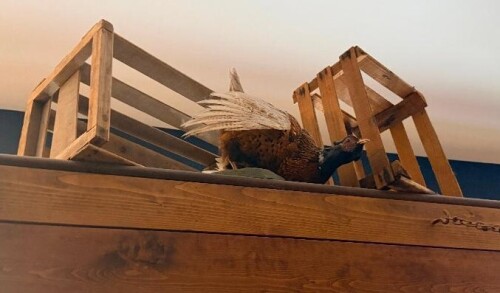 (2) WOOD CRATES AND STUFF PHEASANT.