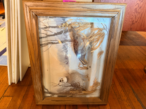 (2) STUFFED PHEASANTS IN FRAME W/ BUBBLE GLASS FRONT.