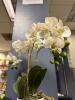 (1) ARTIFICIAL WHITE ORCHID PLANT IN DECORATIVE POT - 2