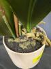 (1) ARTIFICIAL WHITE ORCHID PLANT IN DECORATIVE POT - 3