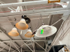 (6) ASSORTED LIGHT FIXTURES.
