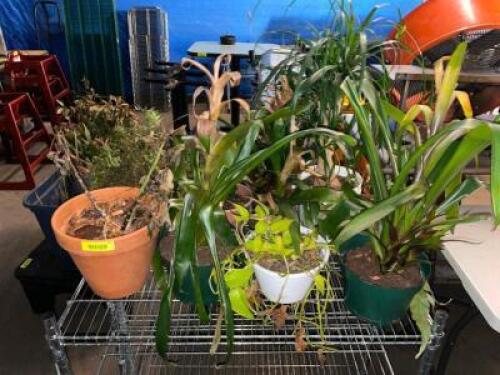 DESCRIPTION: (1) GROUPING OR ASSORTED SMALLER PLANTS AND POTTERS. ADDITIONAL INFORMATION BCL MAKES NOT GUARANTEES ABOUT CONDITION OF THESE PLANTS. LOC
