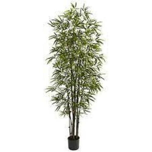 DESCRIPTION: (1) NEW GREEN ARTIFICIAL BAMBOO TREE BRAND/MODEL: NEARLY NATURAL RETAIL$: $148.72 EA SIZE: 84" QTY: 1