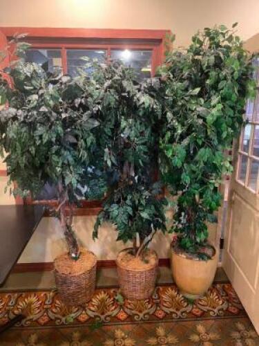 (3) 72" FAUX FICHUS TREES W/ CERAMIC PLANTERS VASES.