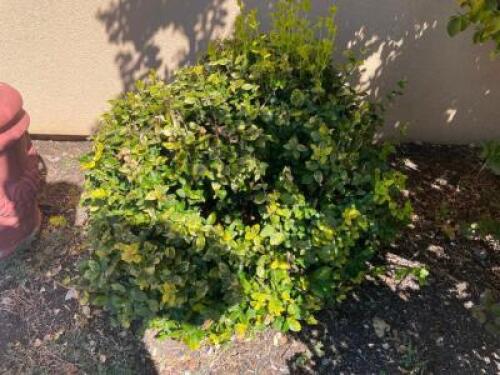 (9) Golden Euonymus BUSHES.