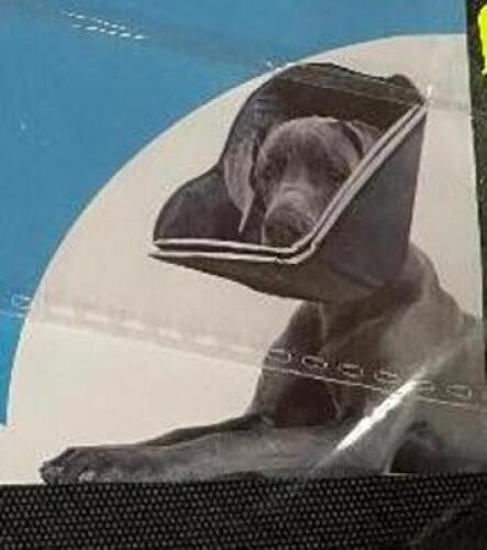 E-KOMG DOG E COLLAR
