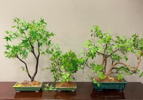 (3) - PC. FAUX BONZI TREE SET