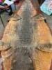 CROCODILE SKULL AND SKIN - 2
