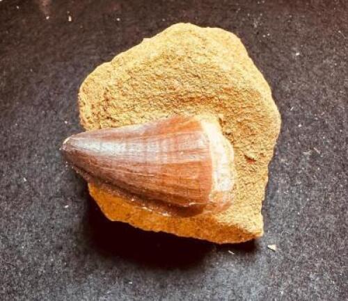CARCHAROCLES PREHISTORIC FOSSIL