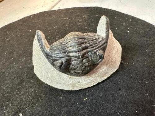 PREHISTORIC TRILOBITE FOSSIL