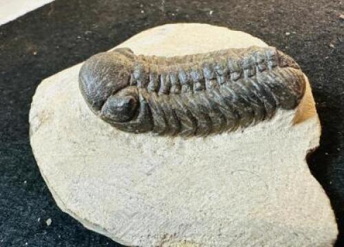 PREHISTORIC TRILOBITE FOSSIL