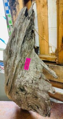 SWAMP CYPRESS
