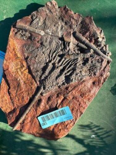 DESCRIPTION: SCYPHOCYNTES FOSSIL SPECIMEN SIZE: 10"X7"X1" QTY: 1