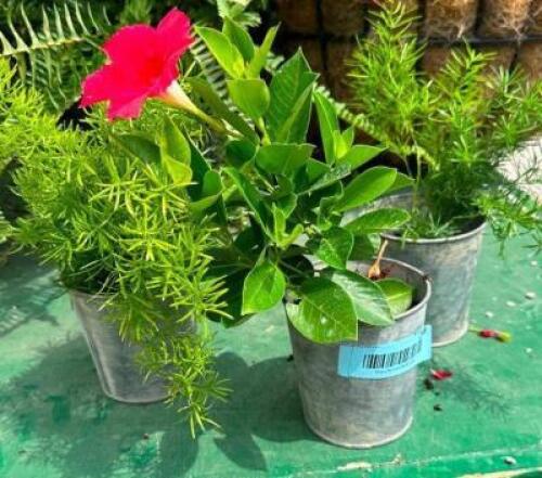 DESCRIPTION: (3) SEEDLING PLANTERS INFORMATION: PLANT NOT INCLUDED SIZE: 4"X4" QTY: 3