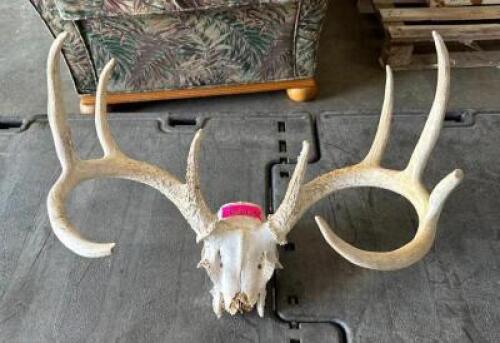DEER ANTLER SKULL