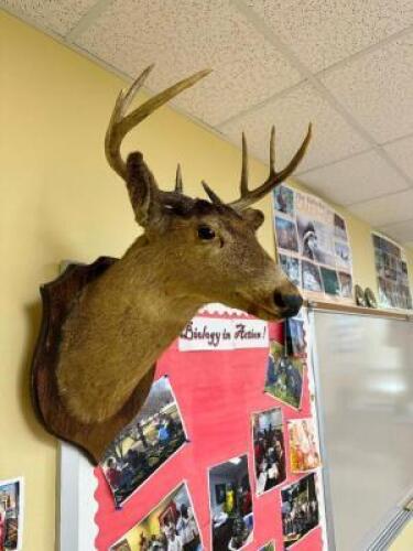DEER HEAD