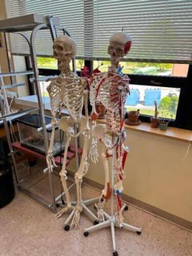 (3) ASSORTED MEDICAL PROPS / TEACHING DISPLAY.