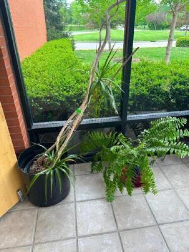 (7) - CT. PLANT SET