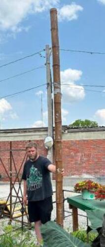 DESCRIPTION: LARGE BAMBOO POLE SIZE: 12'X6" QTY: 1