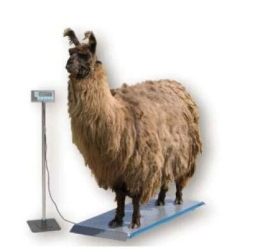 DESCRIPTION: (1) VETERINARY FLOOR SCALEBRAND/MODEL: BRECKNELL #PS-1000INFORMATION: 1000LB X 0.5LBSIZE:&nbsp;20.25" x 55.75" PLATFORMRETAIL$: $514.80 EAQTY: 1