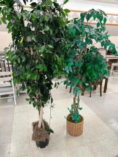 (2) FAUX FICHUS TREES W/ STRAND LIGHTS