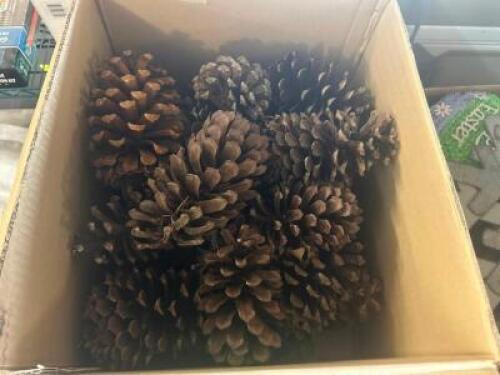 BOX OF LARGE PINE CONES