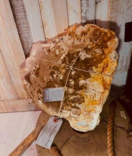 LARGE SLAB OF PETRIFIED WOOD