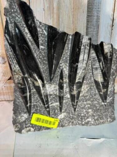 ORTHOCERUS FOSSIL SPECIMEN