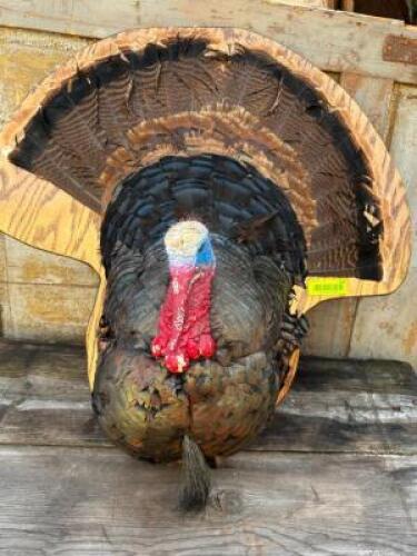 TURKEY TAXIDERMY ON MPOUNT