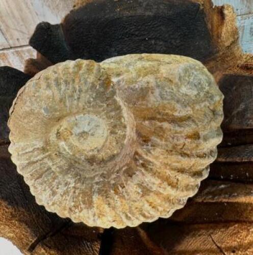 AMMONITE FOSSIL