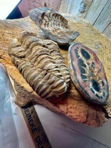 ASSORTED FOSSILS