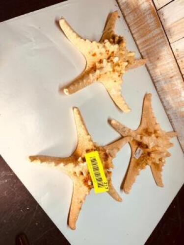 (3) LARGE STARFISH