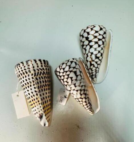 (3) UNIQUE SEA SHELLS