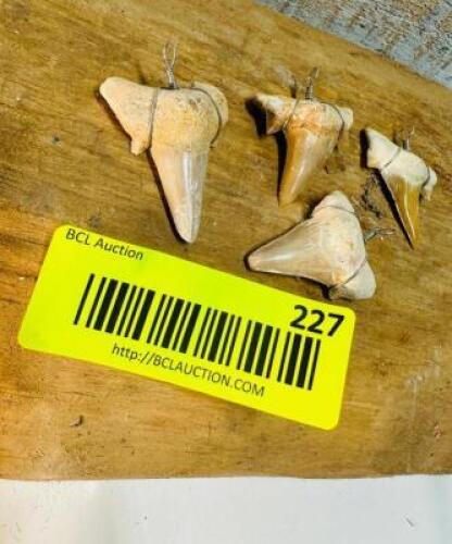 (4) PREHISTORIC SHARK TEETH
