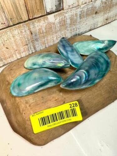 (5) UNIQUE SEASHELLS