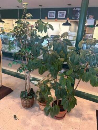(2) FAUX PLANTS