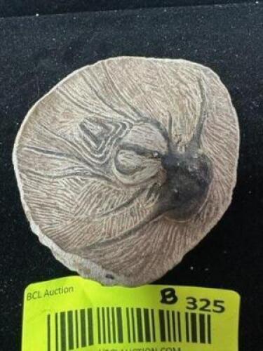 FOSSIL TRILOBITE