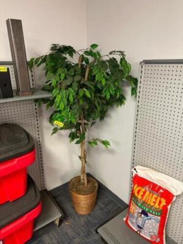 DECORATIVE PLANT