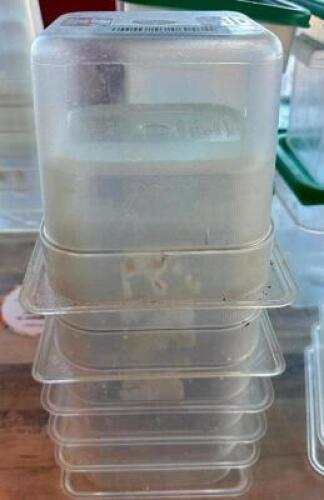 (6) 1/6TH SIZE PLASTIC INSERTS. NO LIDS.