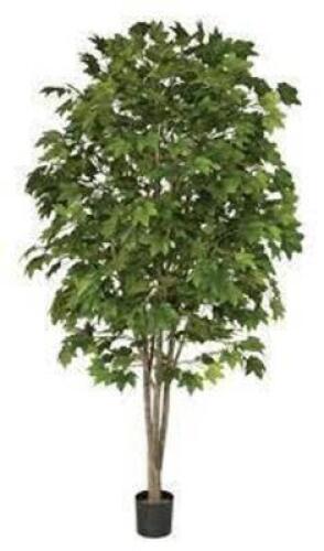 DESCRIPTION (6) AUTOGRAPH FOLIAGE'S 7' 6" TALL SUGAR MAPLE TREES ADDITIONAL INFORMATION RETAILS FOR $850 PER RETAIL PRICE: $5,100 THIS LOT IS: SOLD BY