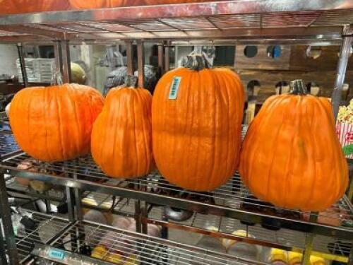 DESCRIPTION (4) CARVABLE FAUX PUMPKINS BRAND / MODEL: FUNKINS PUMPKINS ADDITIONAL INFORMATION RETAILS FOR $70 PER THIS LOT IS: SOLD BY THE PIECE QTY 4