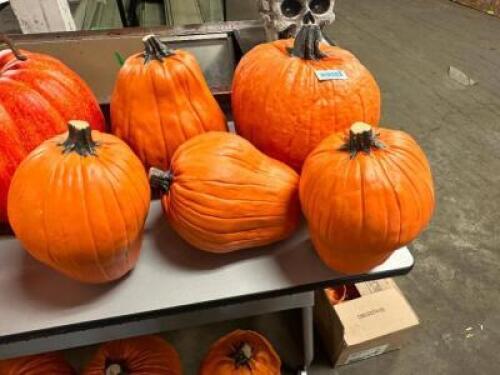 DESCRIPTION (5) CARVABLE FAUX PUMPKINS BRAND / MODEL: FUNKINS PUMPKINS ADDITIONAL INFORMATION RETAILS FOR $70 PER THIS LOT IS: SOLD BY THE PIECE QTY 5