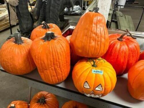 DESCRIPTION (7) CARVABLE FAUX PUMPKINS BRAND / MODEL: FUNKINS PUMPKINS ADDITIONAL INFORMATION RETAILS FOR $70 PER THIS LOT IS: SOLD BY THE PIECE QTY 7
