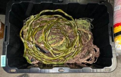 DESCRIPTION PLASTIC TOTE AND CONTENTS -ASSORTED VINES THIS LOT IS: ONE MONEY QTY 1