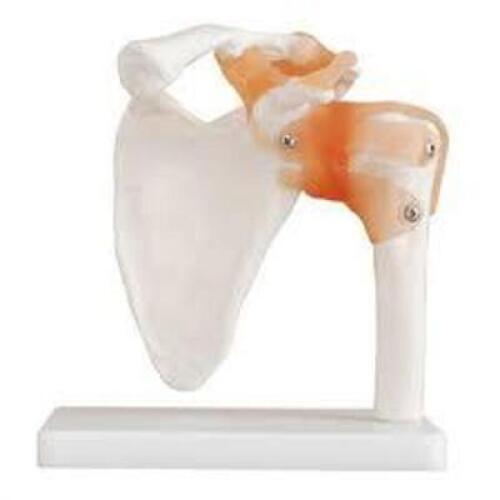 DESCRIPTION: (2) LIFE-LIKE SHOULDER JOINT, REAL SIZE BRAND/MODEL: XC-109 RETAIL$: $20.00 EA QTY: 2